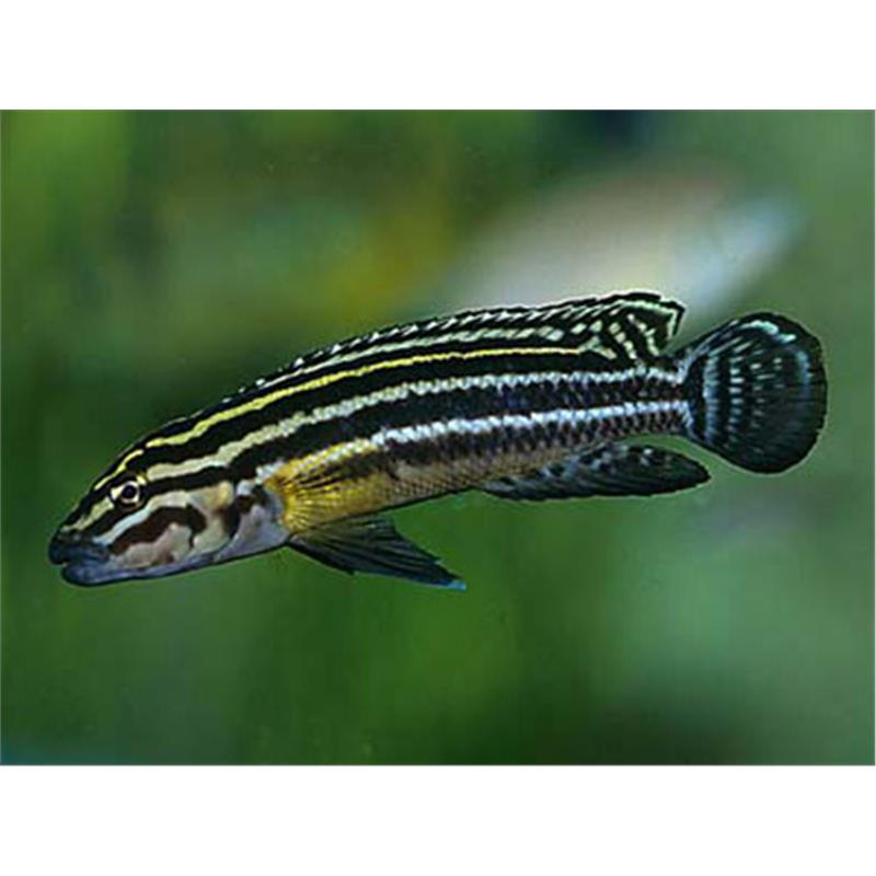 Julidochromis regani - imagine 5